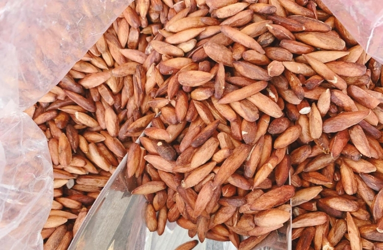 Mứt hạt bàng Côn Đảo