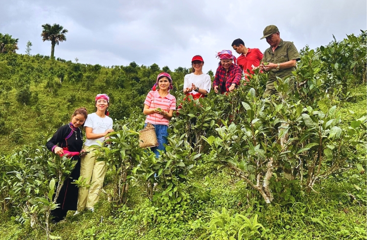 Đồi chè Shan tuyết Bản Liền
