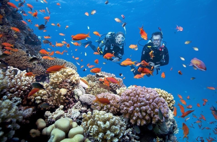 Lặn biển ngắm san hô