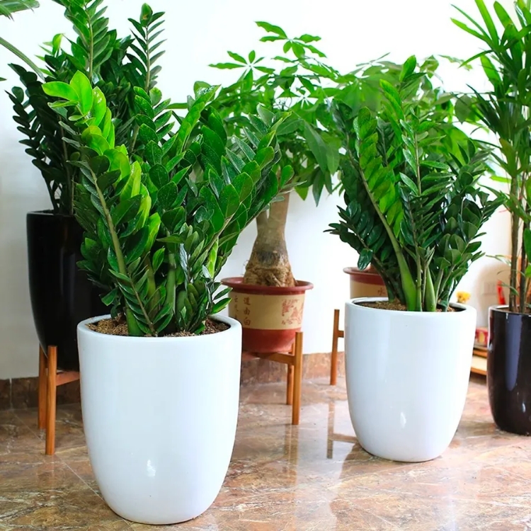 Đặt cây cảnh may mắn trong dịp Tết