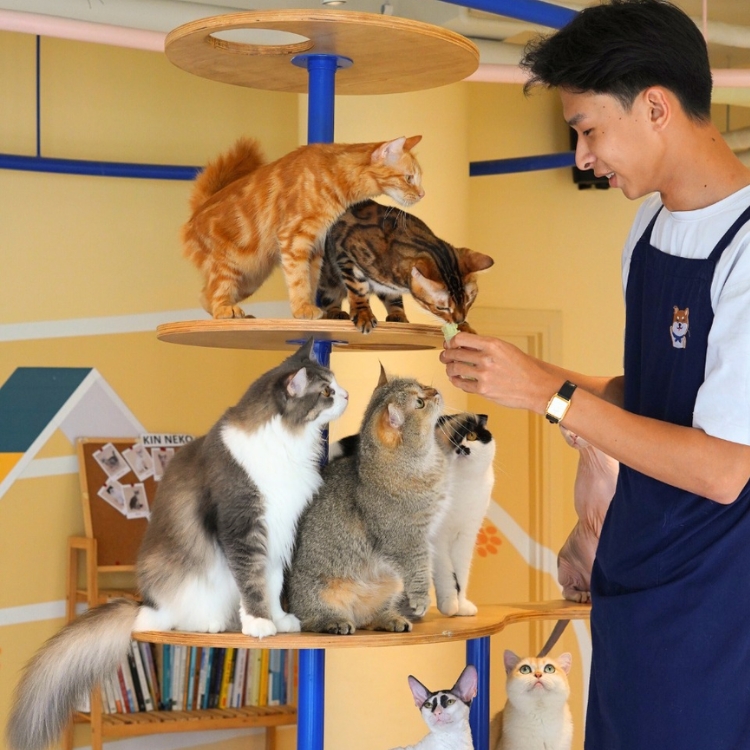Kin Neko Cat Cafe