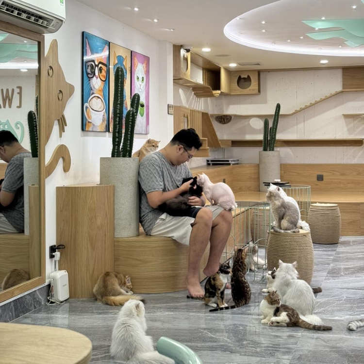 Mochi Cat Cafe, Hotel & Pet Shop