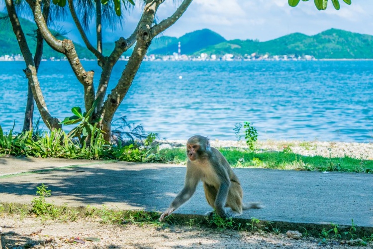 Đảo Khỉ