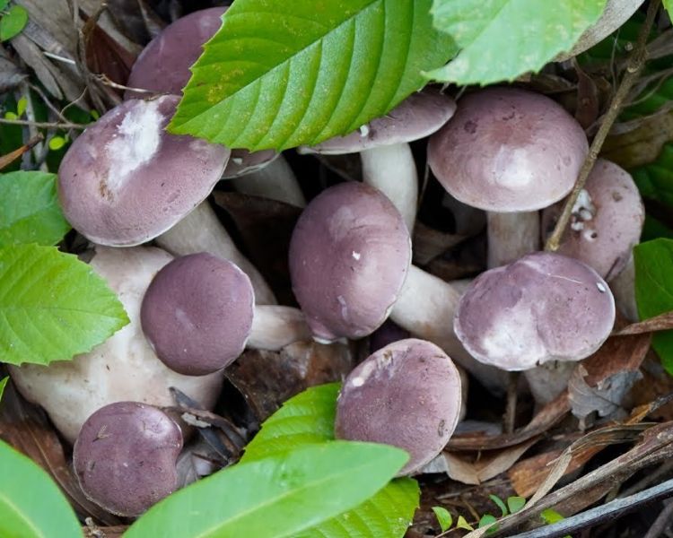 Nấm tràm Phú Quốc