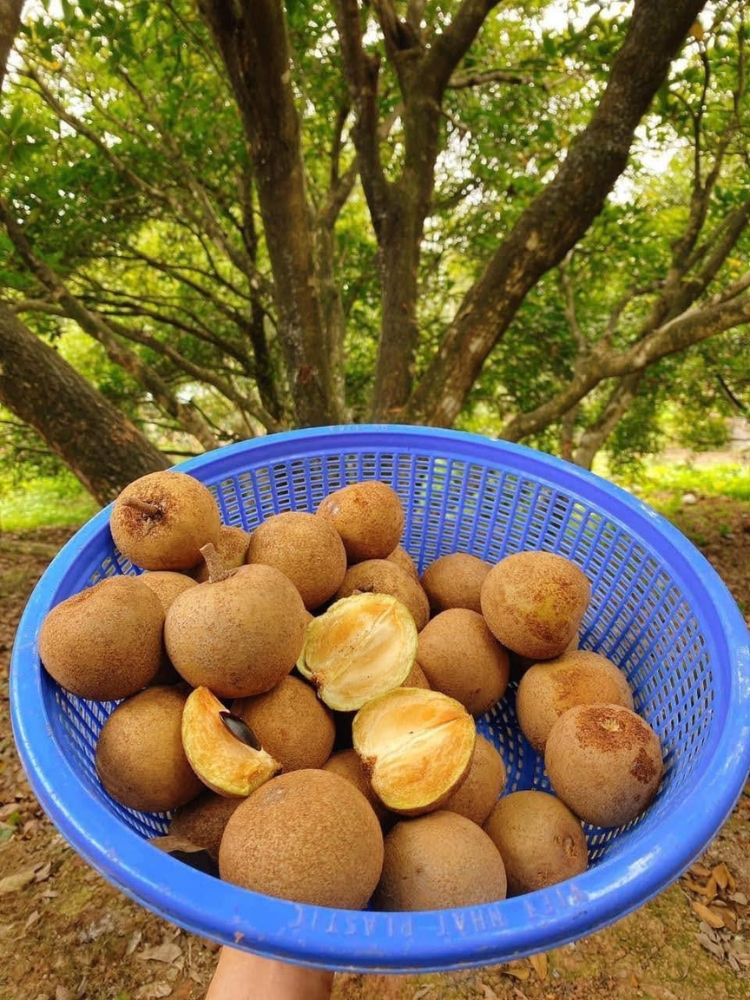 Hồng xiêm Xuân Đỉnh