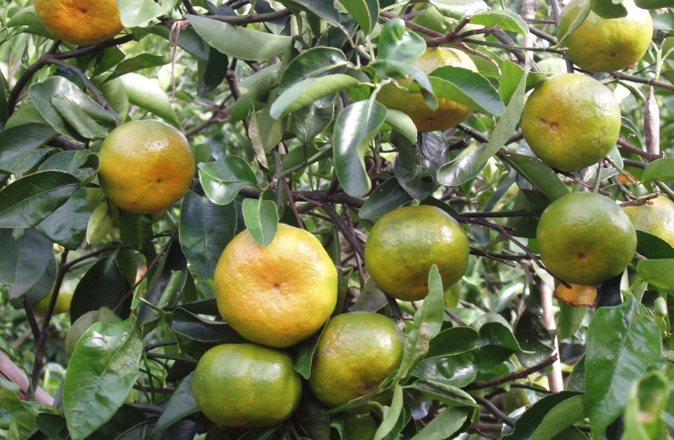 Quýt Hương Cần