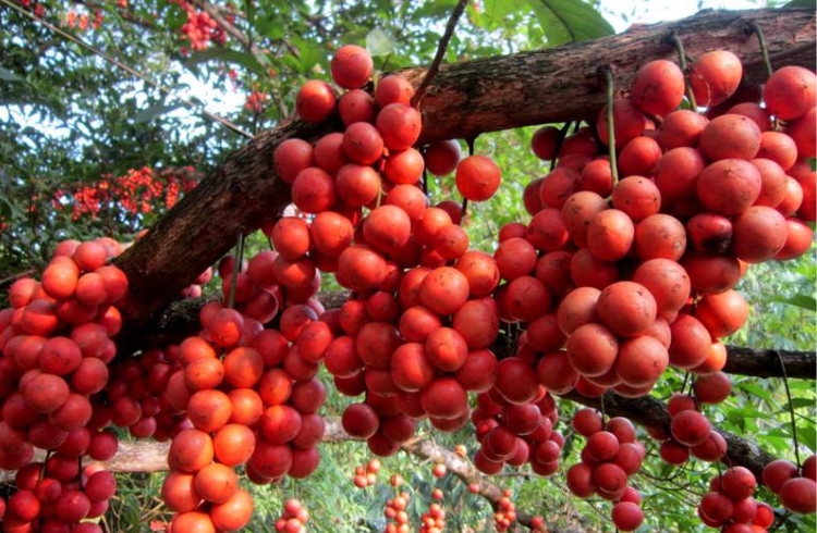 Dâu xứ Truồi
