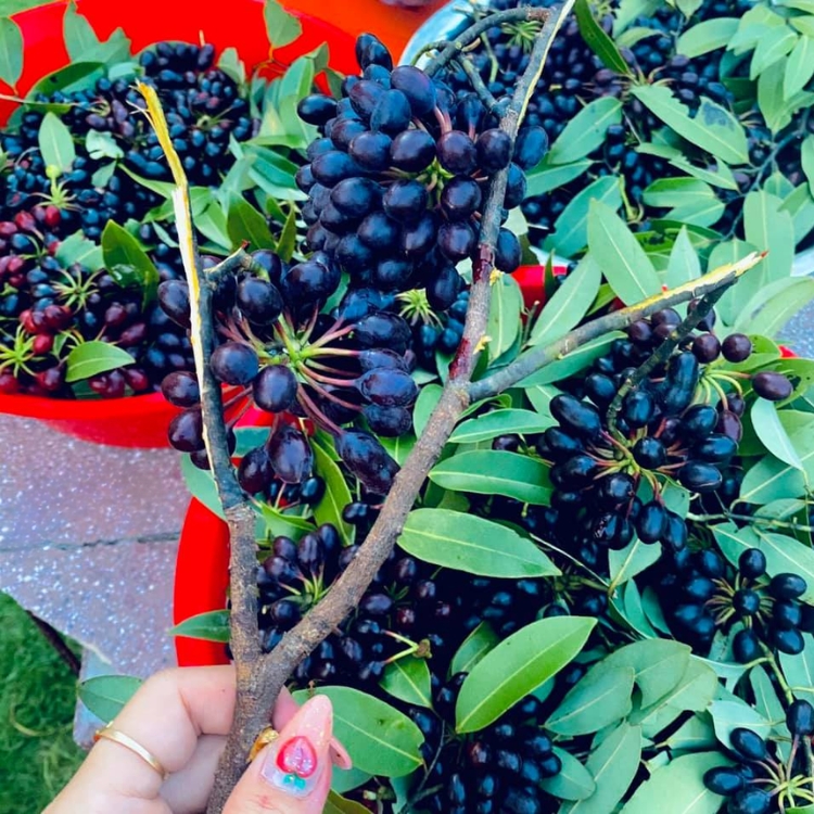 Trái đuông đuông