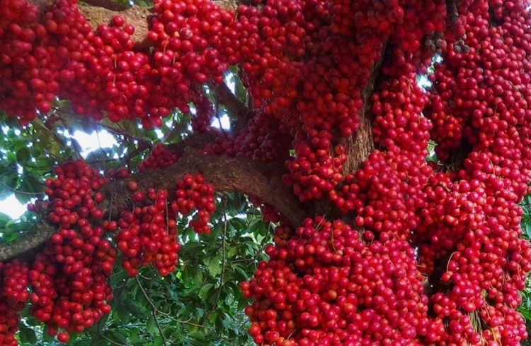 Trái đỏ Phú Yên