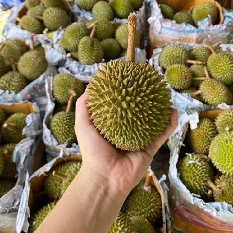Sầu riêng tí hon
