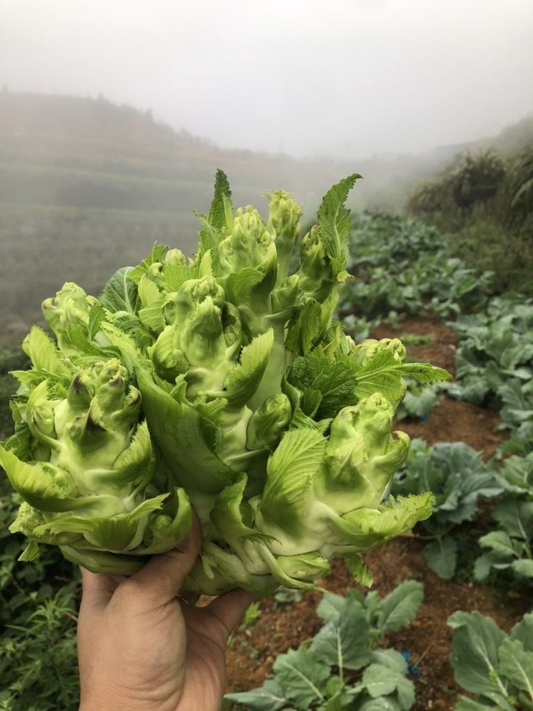 Đặc sản Sapa - Mầm đá