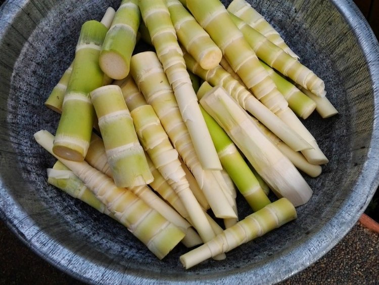Đặc sản Sapa - Măng chua Sapa