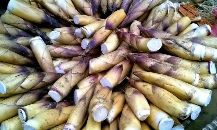 Đặc sản Sapa - Măng vầu