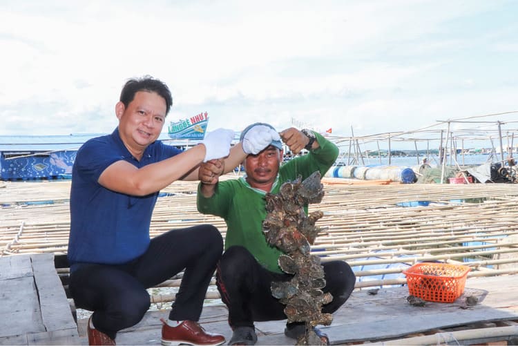 Thu hoạch hàu trên đảo Long Sơn cùng ngư dân