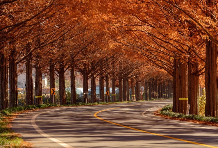 Đường cây Metasequoia (Damyang)