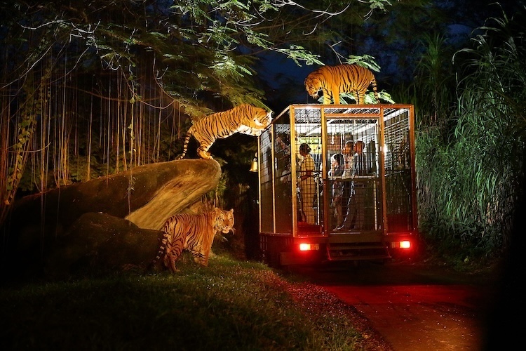 Vườn thú đêm Singapore Night Safari
