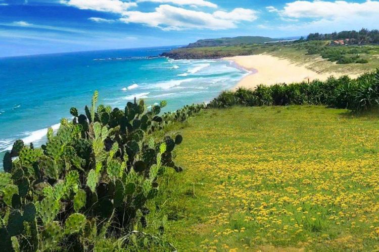 Phú Yên - Xứ sở hoa vàng trên cỏ xanh