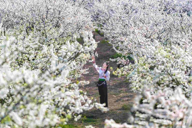 Mộc Châu - Sơn La