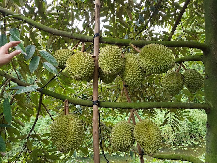 Vườn trái cây Bến Tre