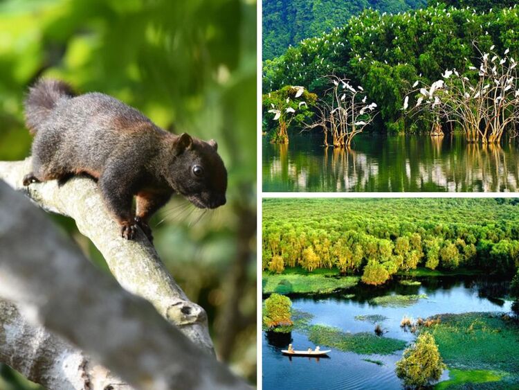 Vườn quốc gia U Minh Hạ