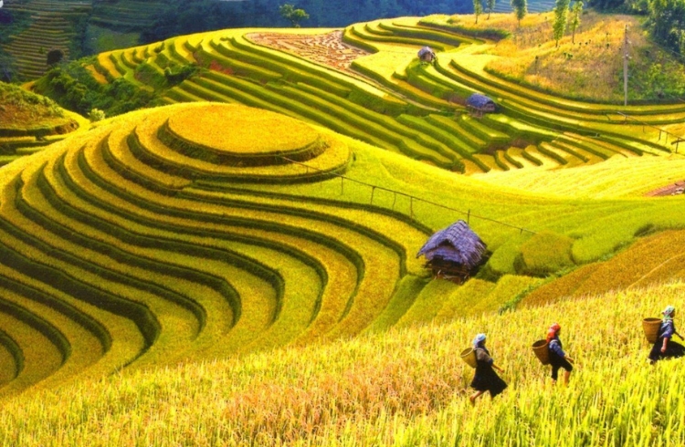 Cánh đồng Mường Thanh