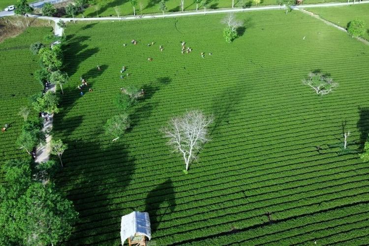 Đồi chè Kỳ Trung