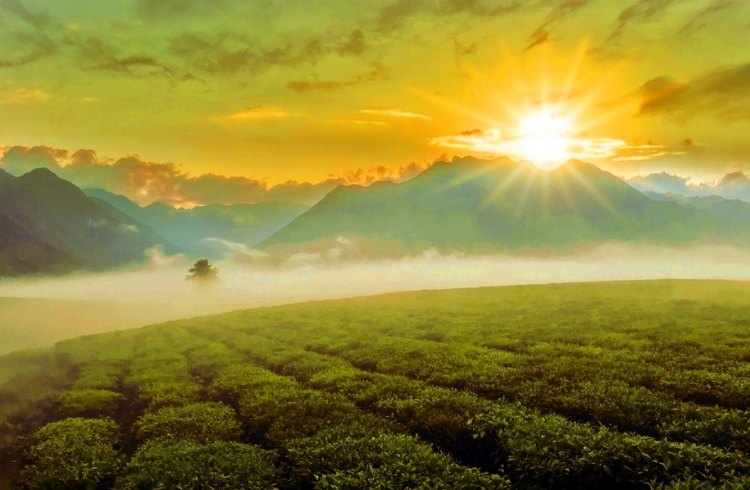 Đồi chè Tân Uyên