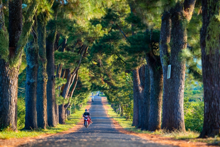 Rừng thông Măng Đen