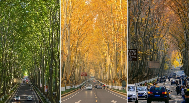 Đại lộ Ngô Đồng