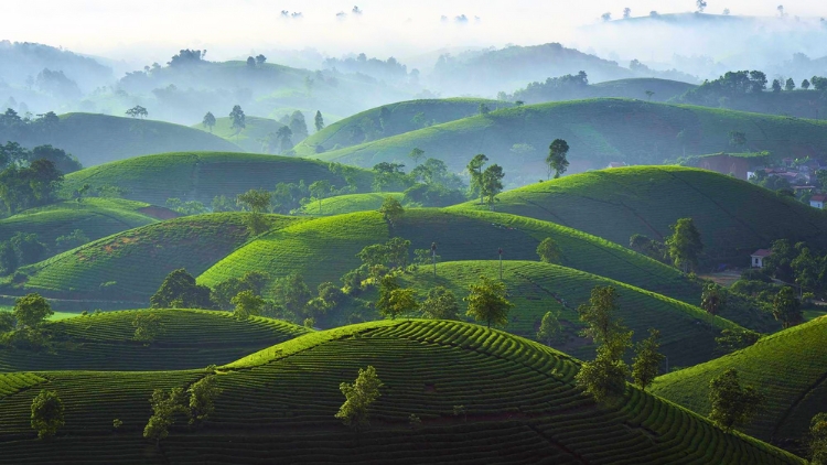 Đồi chè Long Cốc