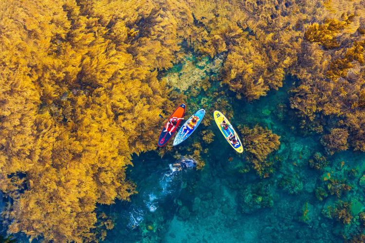 Hòn Khô – Điểm lặn ngắm san hô đẹp nhất Bình Định