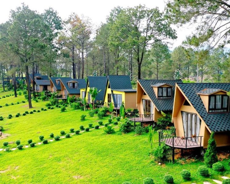 Rừng thông bản Áng