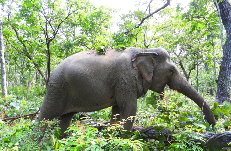 Vườn quốc gia Yok Đôn