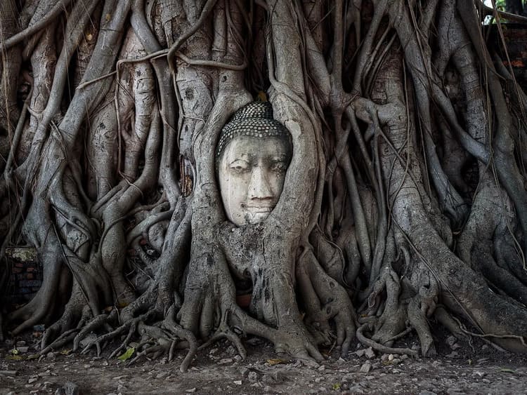 Wat Mahathat (đầu Phật trong rễ cây)