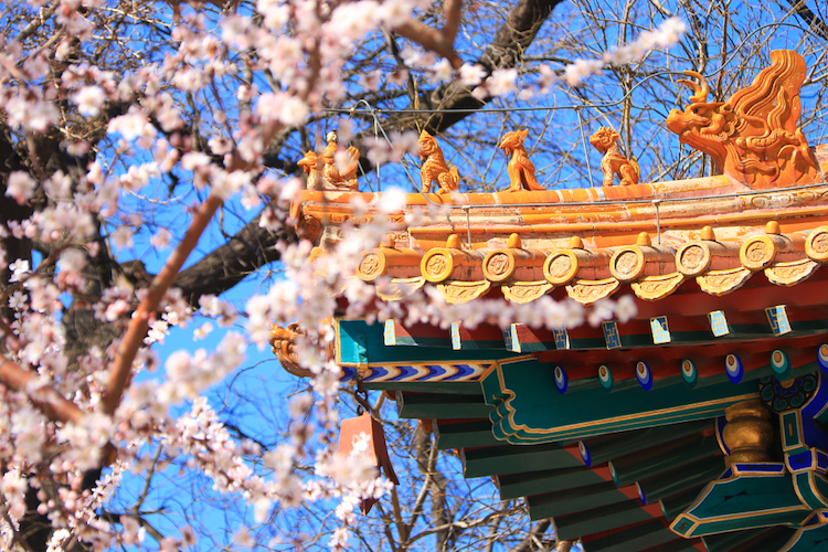 Du lịch mùa xuân - Thời khắc hoa anh đào & hoa cải nở rộ