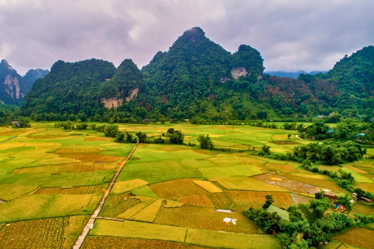 Cánh đồng lúa Lâm Bình