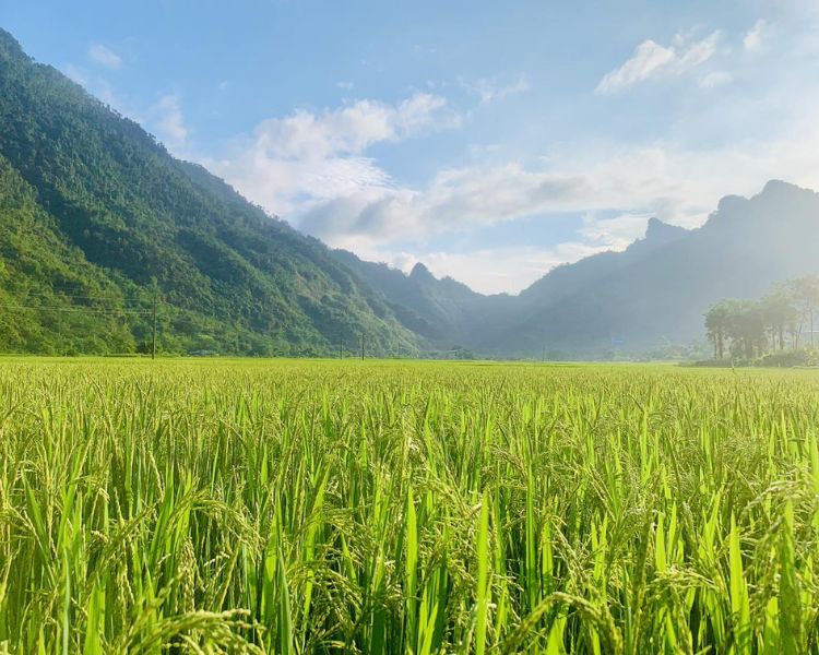 Cánh đồng lúa Lâm Bình