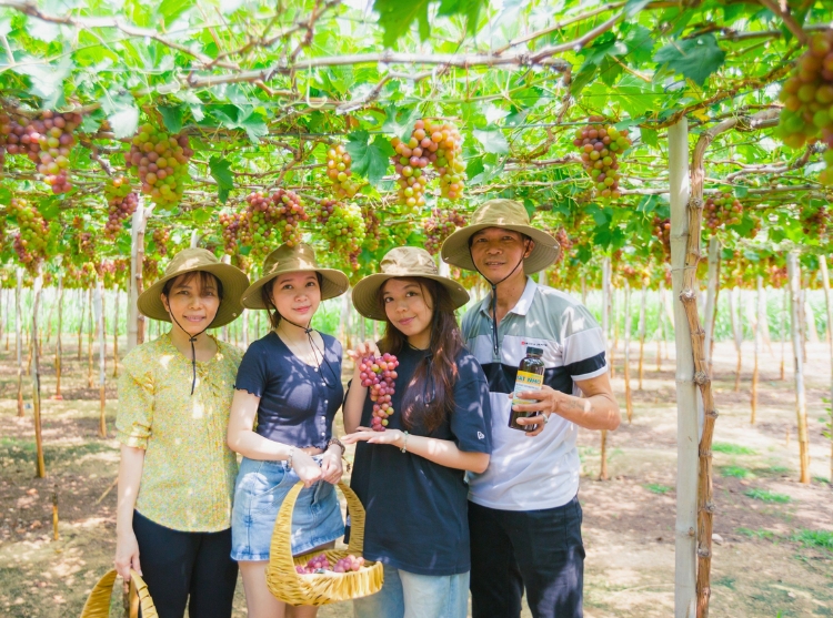 Tham quan vườn nho Thái An