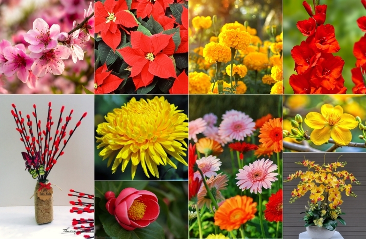  tổng hợp các loại hoa Tết truyền thống