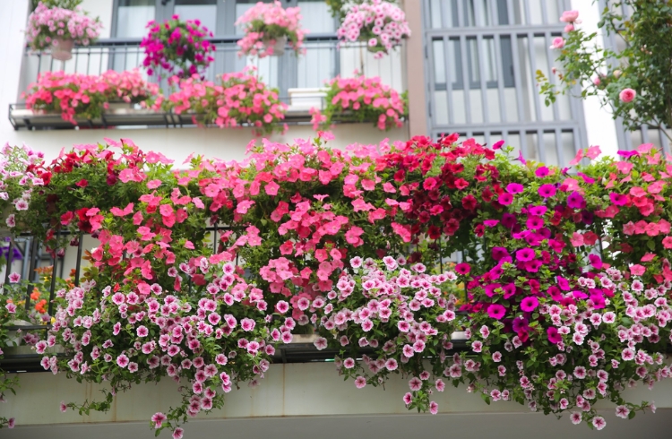 Hoa dạ yến thảo