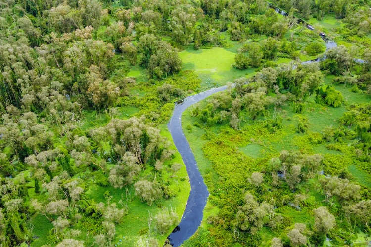 Rừng tràm Trà Sư