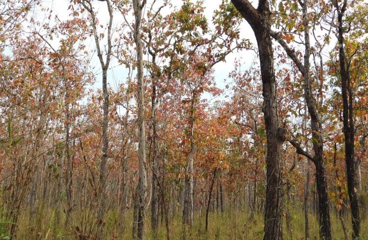 Vườn quốc gia Yok Đôn - Đắk Lắk