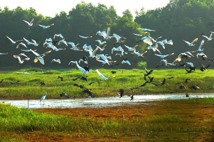 Vườn Quốc gia Tràm Chim - Đồng Tháp