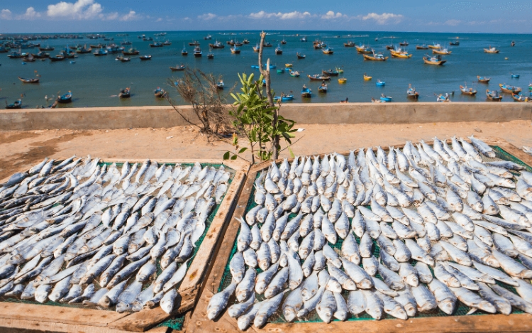 Tìm hiểu nghề làm khô cá