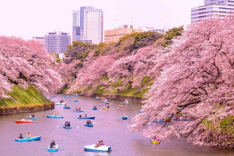 Lễ hội Hoa anh đào Hanami