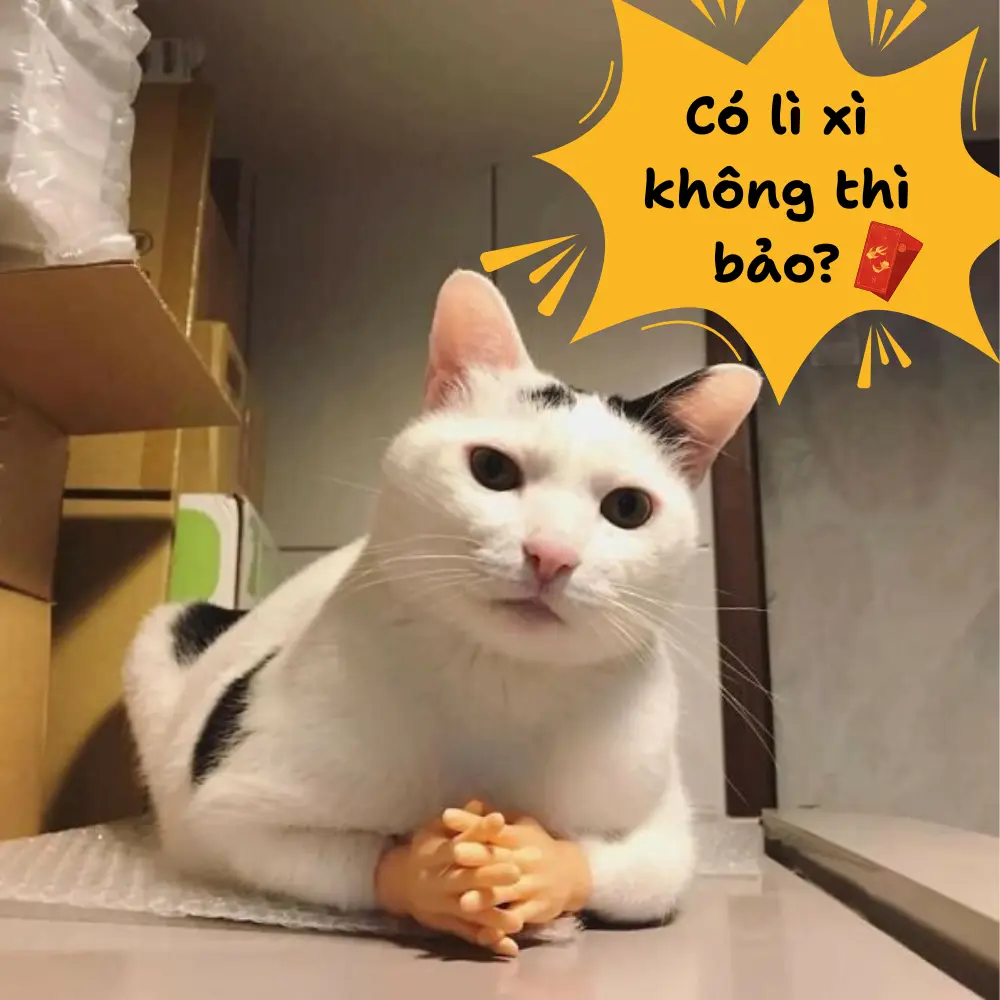 Ảnh chế mèo hài hước đòi lì xì có lì xi không thì bảo