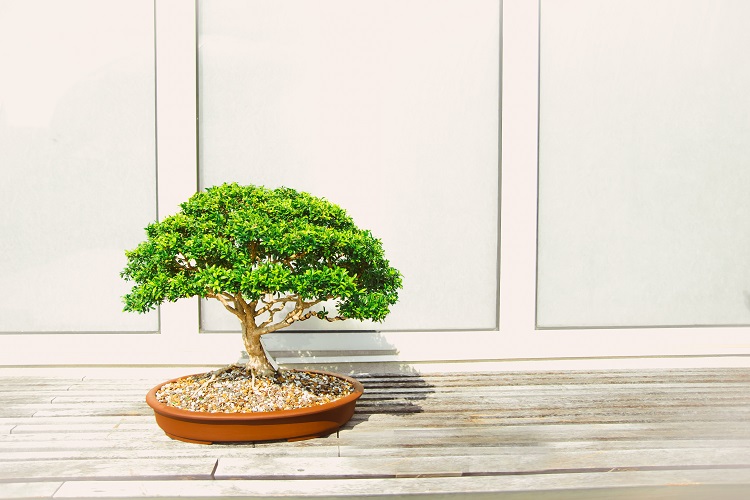 ý tưởng tặng quà Tết 2023 bằng cây tài lộc bắt mắt