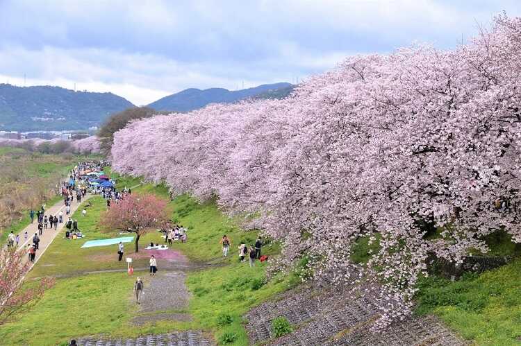 Công viên ven sông Yodogawa - Kyoto
