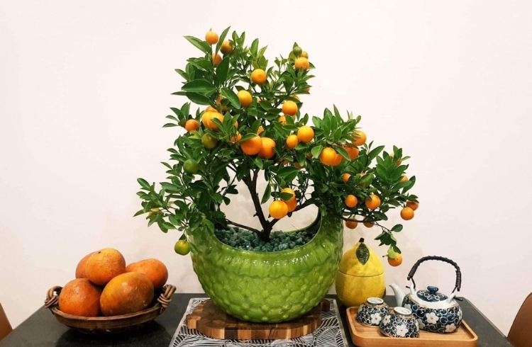 Cây cảnh mini để bàn