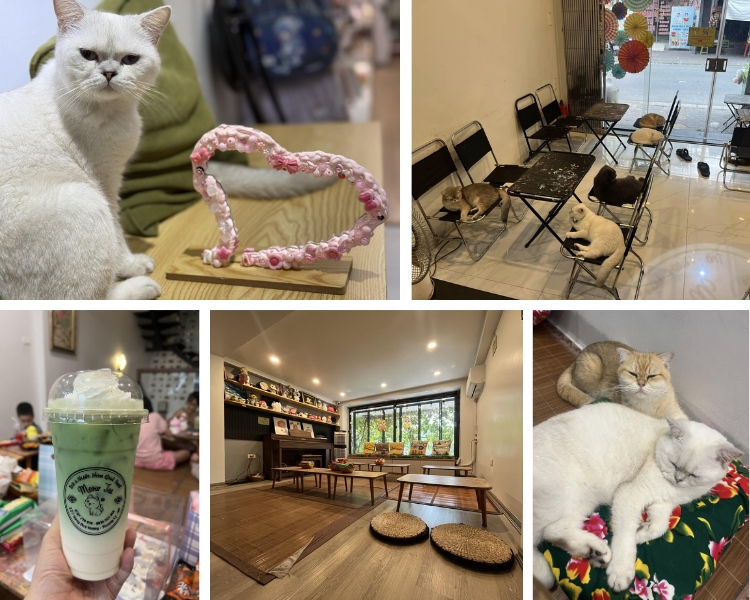 Meow Tea - Tiệm cafe mèo